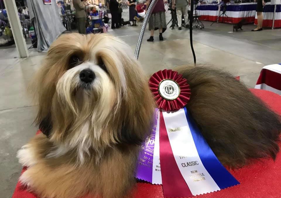 Another bred by Champion at Angelheart Havanese